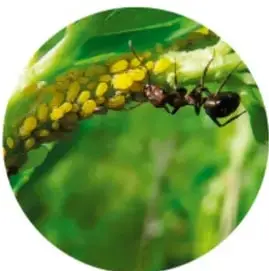 Hormigas sobre una planta con pulgones, ejemplo de mutualismo.