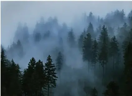 Bosque de coníferas cubierto de niebla, que representa el agua en estado gaseoso (vapor) en la atmósfera.