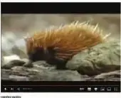 Imagen de un ornitorrinco, ejemplo de mamífero monotremo y animal ovíparo.