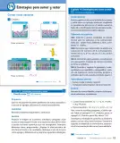 Miniatura página 45 de Sumo Primero – Primero Básico | Texto del Estudiante (MINEDUC) – Descargar PDF · 2024