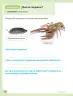 Miniatura página 37 de Ciencias Naturales – Segundo Básico | Texto del Estudiante MINEDUC – Descargar PDF · 2024