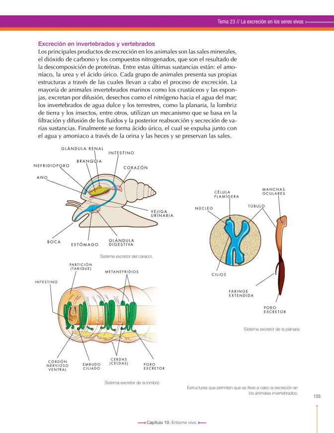 Página 155 de Ciencias Naturales 7° · Secundaria Activa