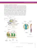 Miniatura página 155 de Ciencias Naturales 7° · Secundaria Activa