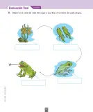 Miniatura página 181 de Ciencias Naturales – Segundo Básico | Texto del Estudiante MINEDUC – Descargar PDF · 2024