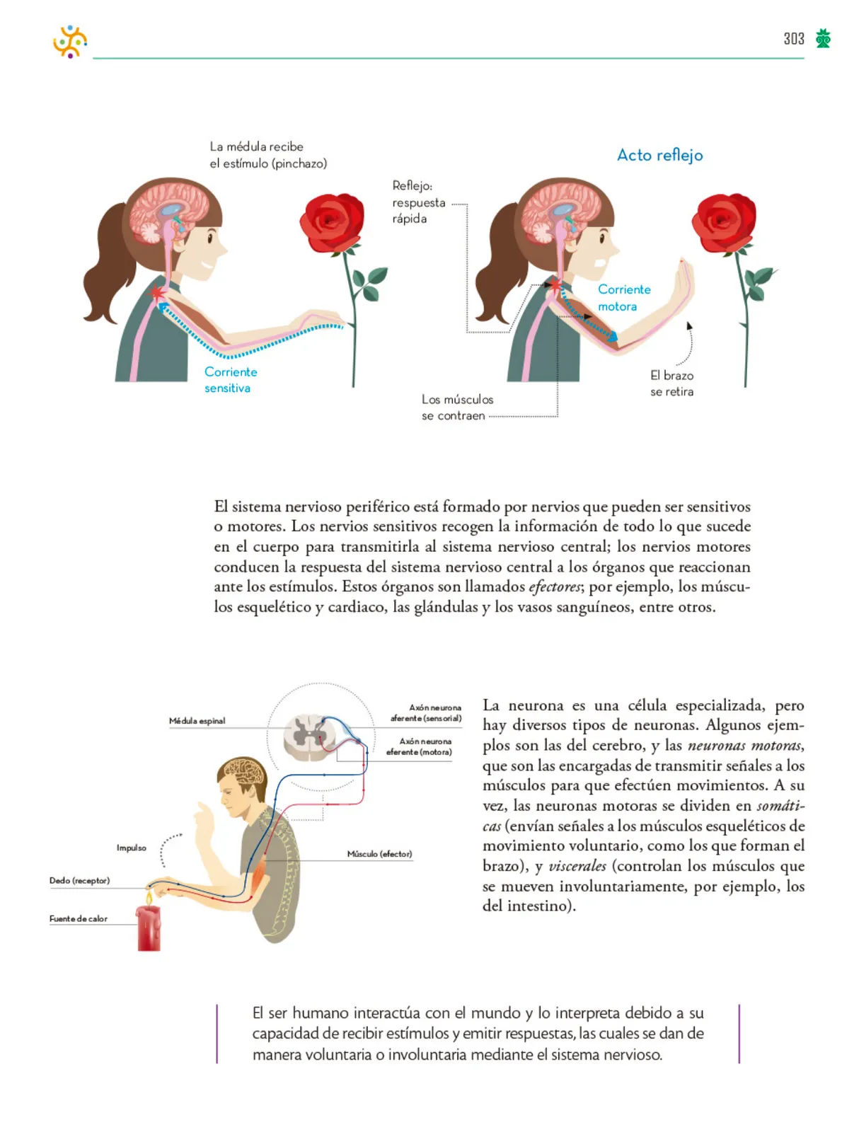 Miniatura página 304 de Colección Ximhai. Saberes y pensamiento científico.   Libro de Educación Telesecundaria Grado 1°  Ciclo Escolar 2025 - 2026
