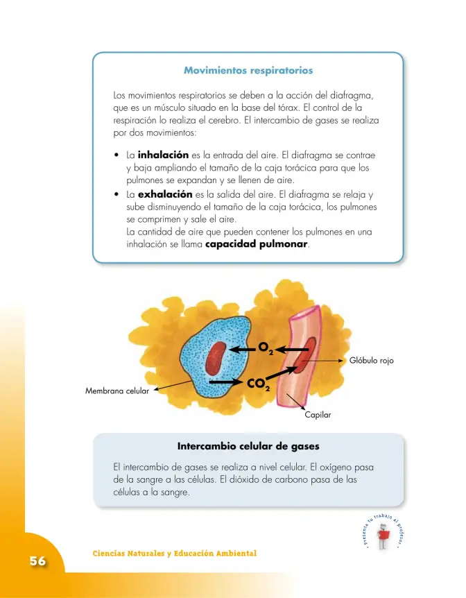Página 56 de Ciencias Naturales 5° · Cartilla 01