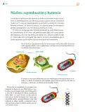 Miniatura página 247 de Colección Ximhai. Saberes y pensamiento científico.   Libro de Educación Telesecundaria Grado 1°  Ciclo Escolar 2025 - 2026