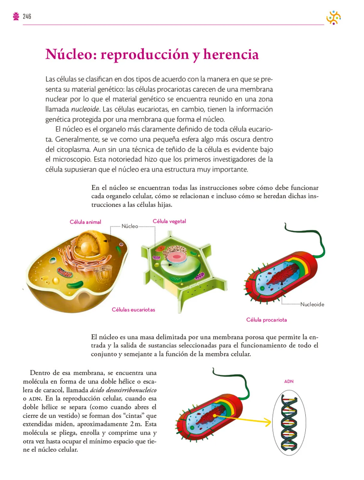 Miniatura página 247 de Colección Ximhai. Saberes y pensamiento científico.   Libro de Educación Secundaria Grado 1°  Ciclo Escolar 2025 - 2026