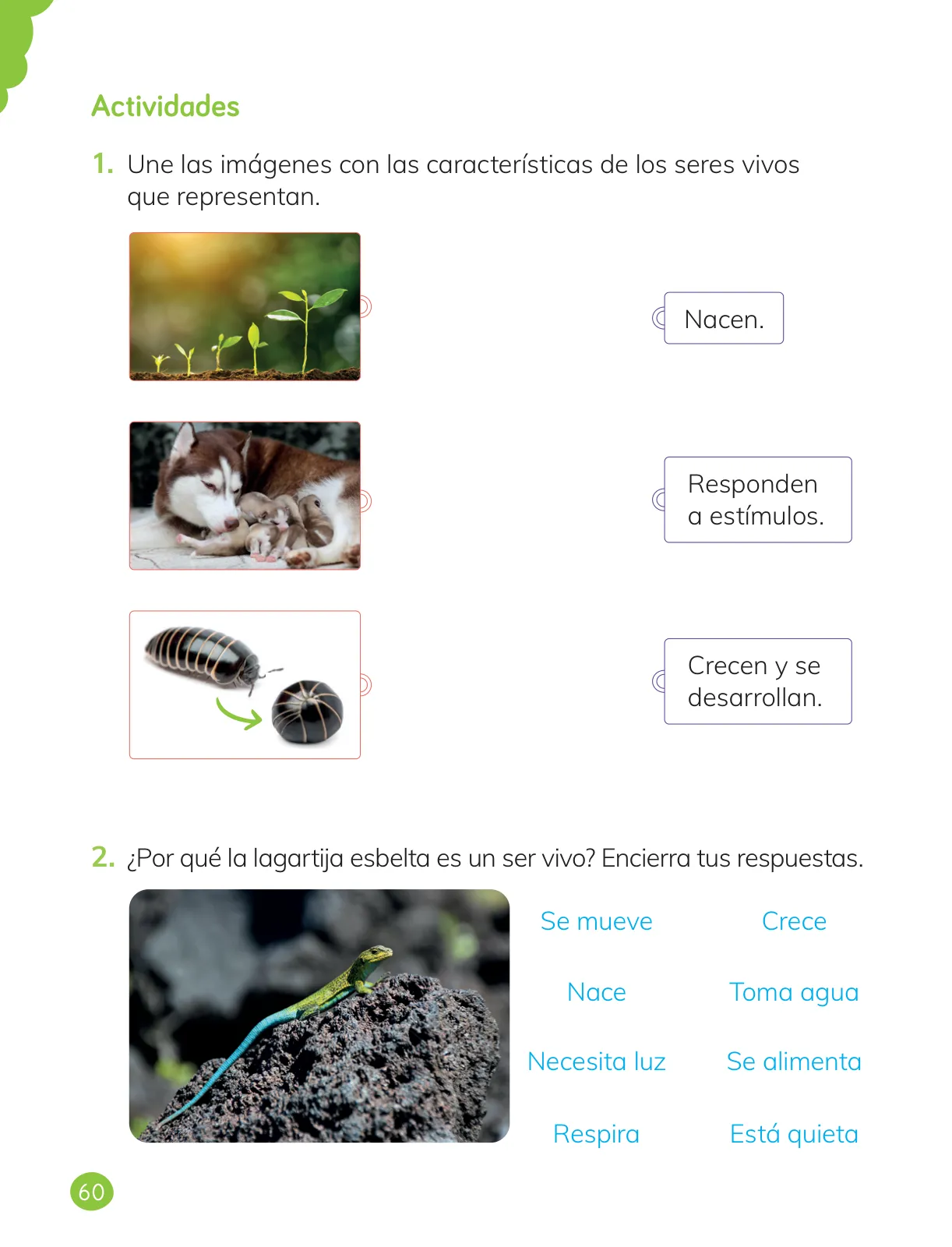Miniatura página 62 de Ciencias Naturales – Primero Básico | Texto del Estudiante (MINEDUC) – Descargar PDF · 2024