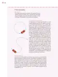 Miniatura página 117 de Nuestros saberes: Libro para alumnos, maestros y familia.   Libro de Educación Primaria Grado 4°  Ciclo Escolar 2025 - 2026