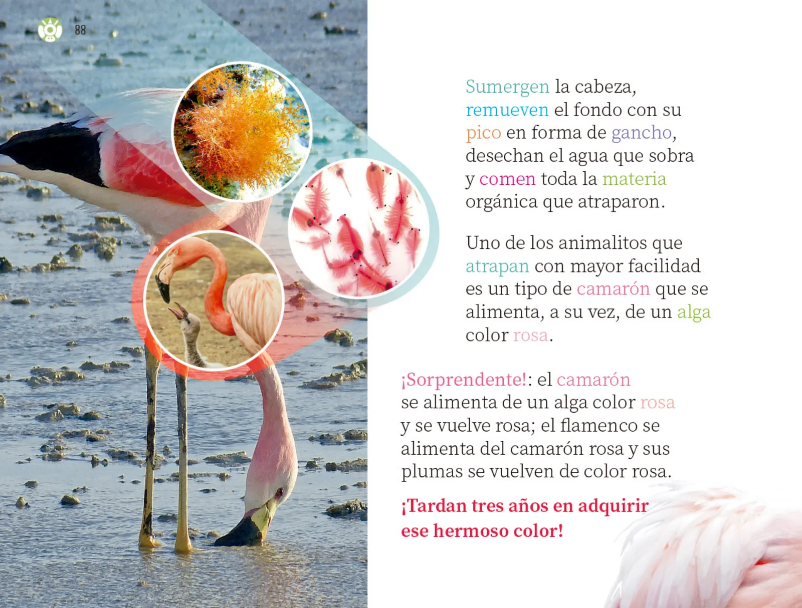 Miniatura página 89 de Múltiples lenguajes.   Libro de Educación Preescolar Grado 3°  Ciclo Escolar 2025 - 2026