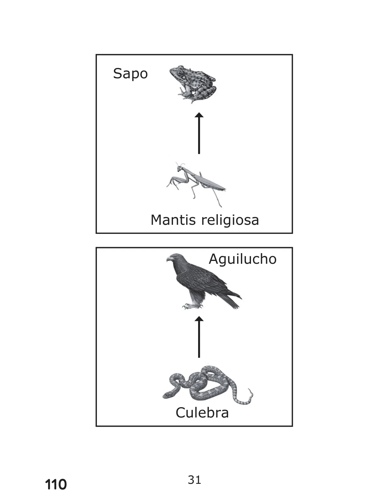 Página 110 de Libro de Ciencias Naturales – Quinto Básico | Texto del Estudiante MINEDUC – Descargar PDF · 2024