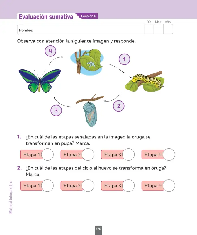 Página 177 de Ciencias Naturales – Segundo Básico | Texto del Estudiante MINEDUC – Descargar PDF · 2024
