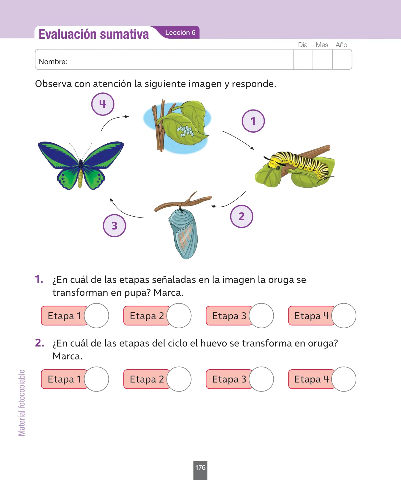 Miniatura página 177 de Ciencias Naturales – Segundo Básico | Texto del Estudiante MINEDUC – Descargar PDF · 2024