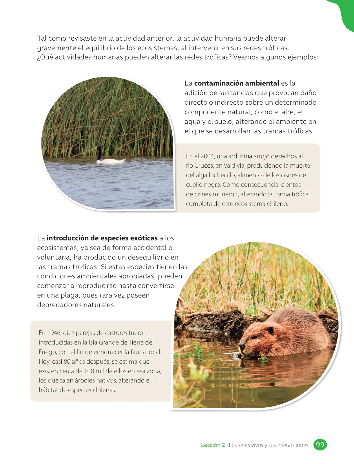 Página 101 de Libro de Ciencias Naturales – Quinto Básico | Texto del Estudiante MINEDUC – Descargar PDF · 2024