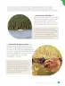 Miniatura página 101 de Libro de Ciencias Naturales – Quinto Básico | Texto del Estudiante MINEDUC – Descargar PDF · 2024