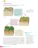 Miniatura página 175 de Libro de Ciencias Naturales – Quinto Básico | Texto del Estudiante MINEDUC – Descargar PDF · 2024