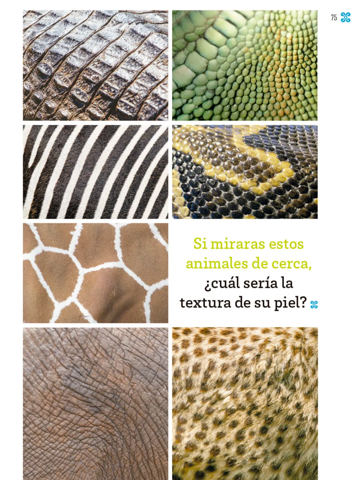 Página 76 de Múltiples lenguajes. Libro de Educación Primaria Grado 1° Ciclo Escolar 2025 - 2026