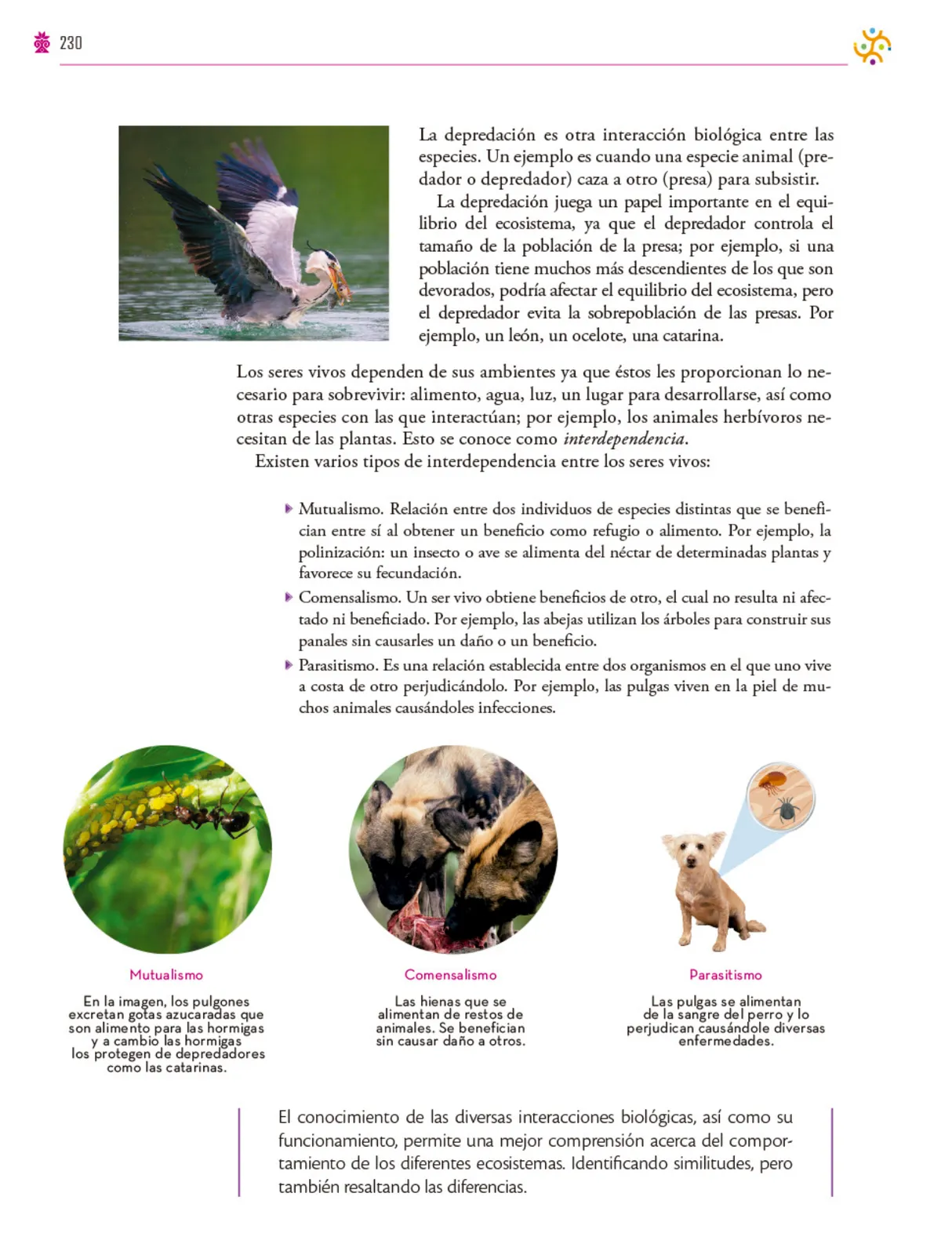 Página 231 de Colección Ximhai. Saberes y pensamiento científico. Libro de Educación Secundaria Grado 1° Ciclo Escolar 2025 - 2026