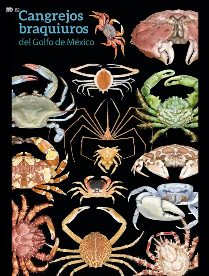 Página 153 de Colección Ximhai. Múltiples lenguajes. Libro de Educación Secundaria Grado 1° Ciclo Escolar 2025 - 2026