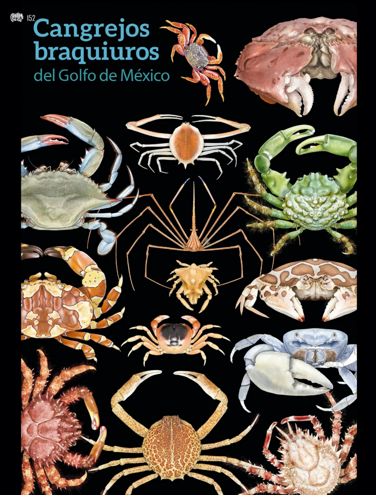 Miniatura página 153 de Colección Ximhai. Múltiples lenguajes.   Libro de Educación Secundaria Grado 1°  Ciclo Escolar 2025 - 2026