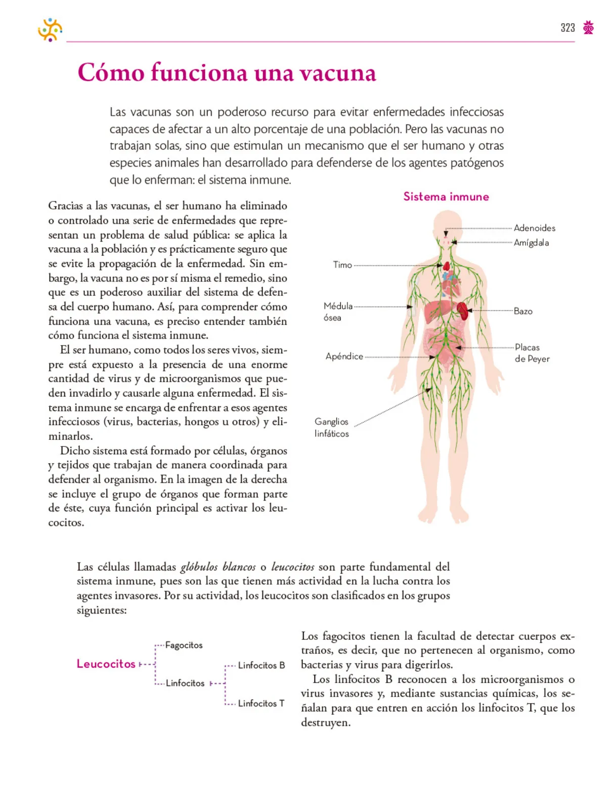 Miniatura página 324 de Colección Ximhai. Saberes y pensamiento científico.   Libro de Educación Secundaria Grado 1°  Ciclo Escolar 2025 - 2026
