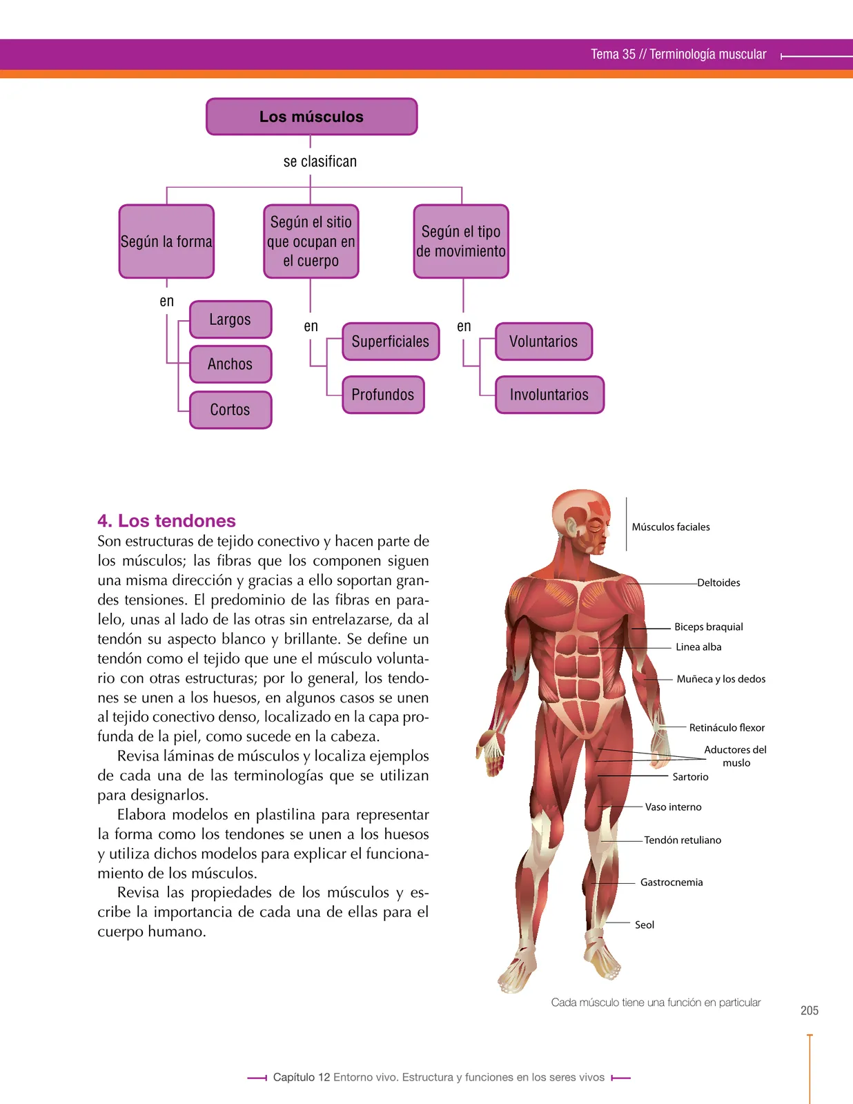 Miniatura página 205 de Ciencias Naturales 8° · Secundaria Activa