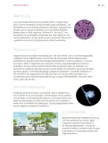 Miniatura página 92 de Nuestros saberes: Libro para alumnos, maestros y familia.   Libro de Educación Primaria Grado 5°  Ciclo Escolar 2025 - 2026