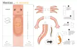 Miniatura página 8 de Jugar e imaginar con mi material manipulable de Preescolar.   Libro de Educación Preescolar Grado 2°  Ciclo Escolar 2025 - 2026