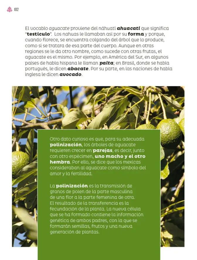 Página 103 de Múltiples lenguajes. Libro de Educación Primaria Grado 4° Ciclo Escolar 2025 - 2026
