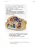 Miniatura página 26 de Proyectos de Aula.   Libro de Educación Primaria Grado 5°  Ciclo Escolar 2025 - 2026