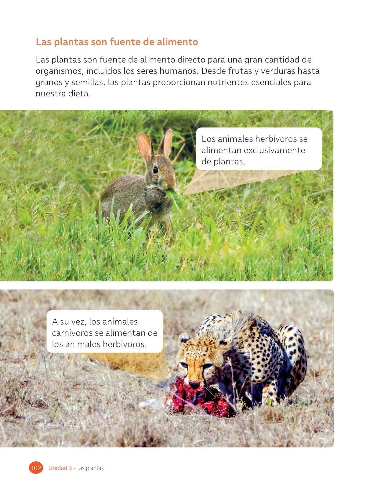 Página 104 de Ciencias Naturales – Tercero Básico | Texto del Estudiante MINEDUC – Descargar PDF · 2024