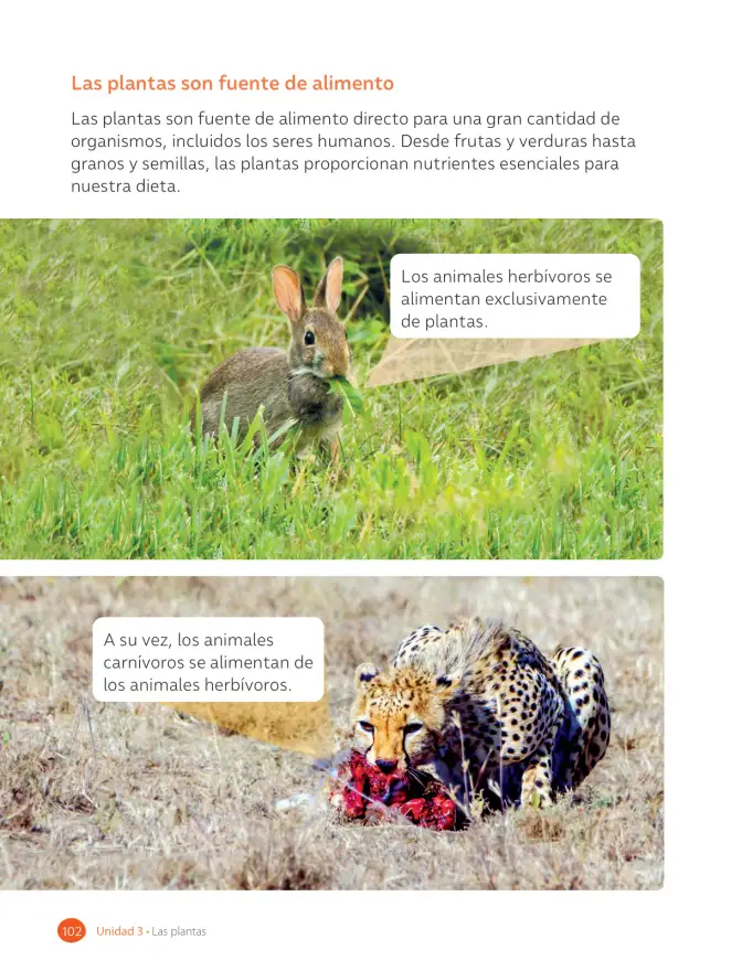 Página 104 de Ciencias Naturales – Tercero Básico | Texto del Estudiante MINEDUC – Descargar PDF · 2024