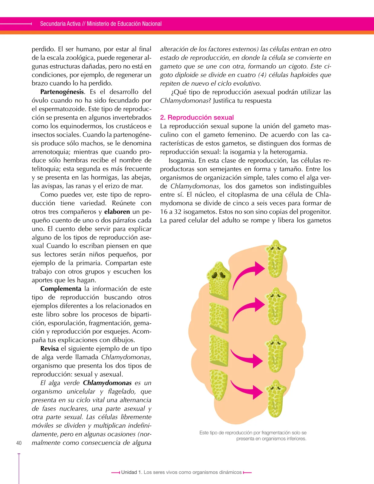 Página 40 de Ciencias Naturales 8° · Secundaria Activa