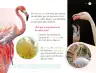 Miniatura página 88 de Múltiples lenguajes.   Libro de Educación Preescolar Grado 3°  Ciclo Escolar 2025 - 2026