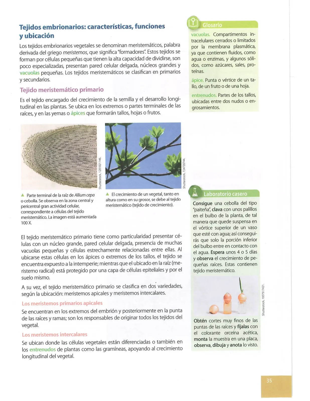Miniatura página 32 de Ciencias Naturales · 10 EGB · 2024