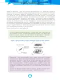 Miniatura página 15 de Fascículo para el desarrollo de la competencia Resuelve problemas de regularidad, equivalencia y cambio · 2024