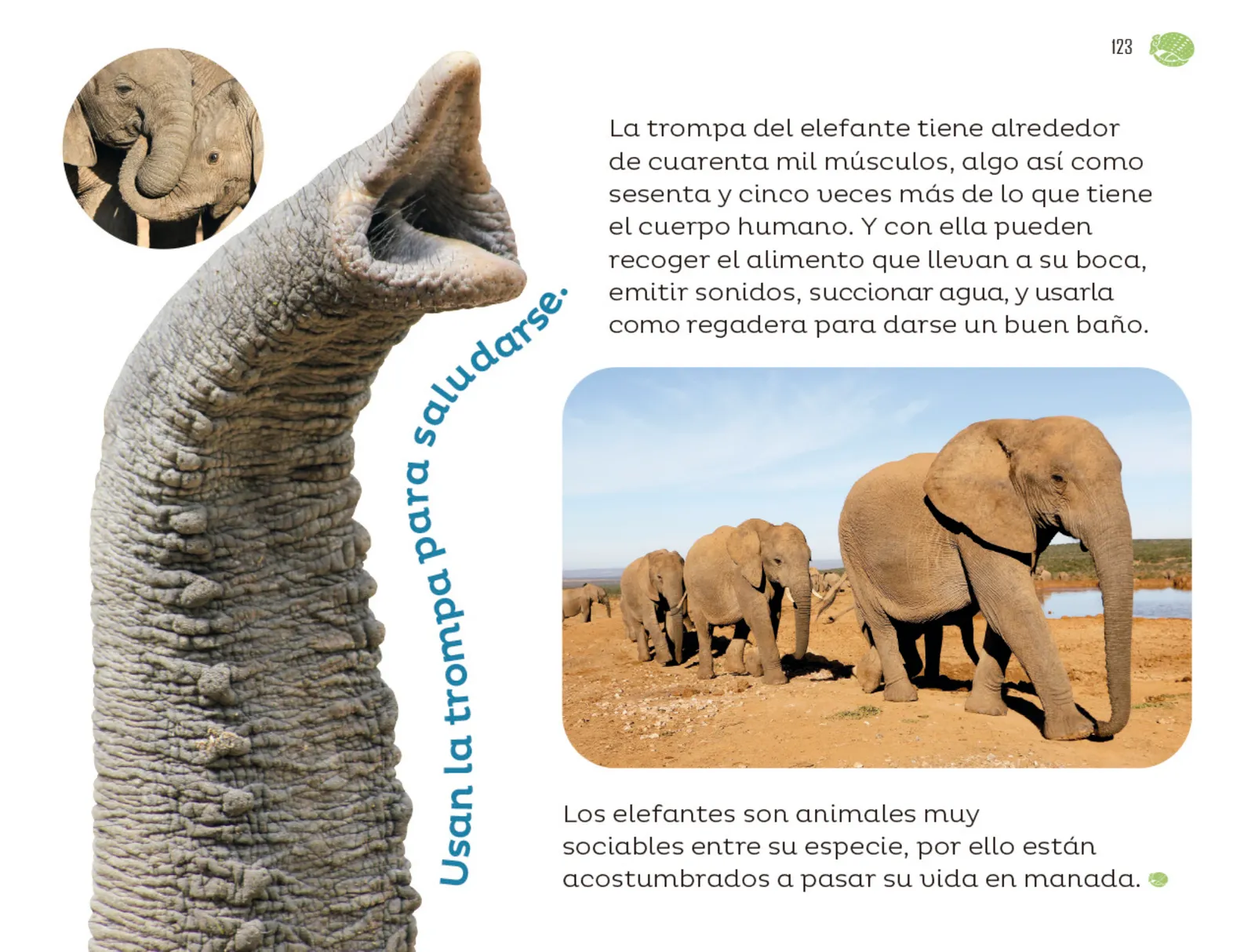 Miniatura página 124 de Múltiples lenguajes.   Libro de Educación Preescolar Grado 1°  Ciclo Escolar 2025 - 2026