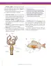 Miniatura página 82 de Ciencias Naturales 7° · Secundaria Activa