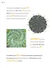 Miniatura página 99 de Múltiples lenguajes.   Libro de Educación Primaria Grado 4°  Ciclo Escolar 2025 - 2026
