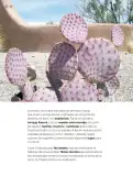 Miniatura página 213 de Múltiples lenguajes.   Libro de Educación Primaria Grado 4°  Ciclo Escolar 2025 - 2026