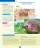 Miniatura página 97 de Ciencias Naturales – Primero Básico | Texto del Estudiante (MINEDUC) – Descargar PDF · 2024