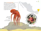Miniatura página 70 de Múltiples lenguajes.   Libro de Educación Preescolar Grado 3°  Ciclo Escolar 2025 - 2026