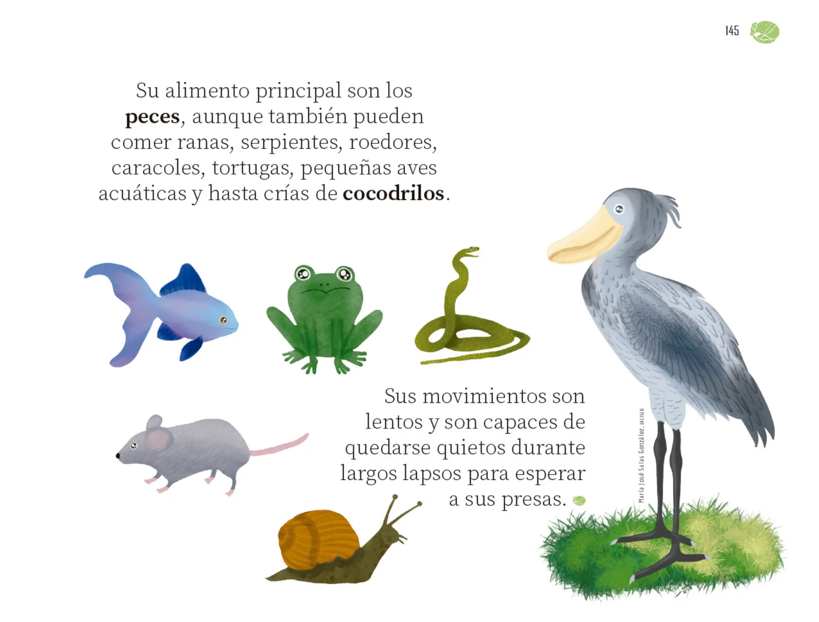 Miniatura página 146 de Múltiples lenguajes.   Libro de Educación Preescolar Grado 1°  Ciclo Escolar 2025 - 2026