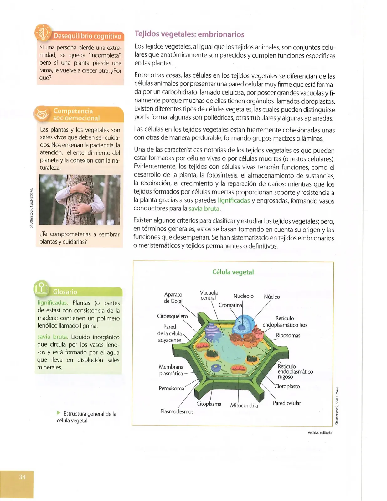 Miniatura página 31 de Ciencias Naturales · 10 EGB · 2024