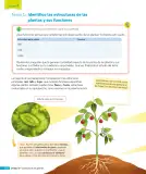 Miniatura página 57 de Ciencias Naturales – Tercero Básico | Texto del Estudiante MINEDUC – Descargar PDF · 2024