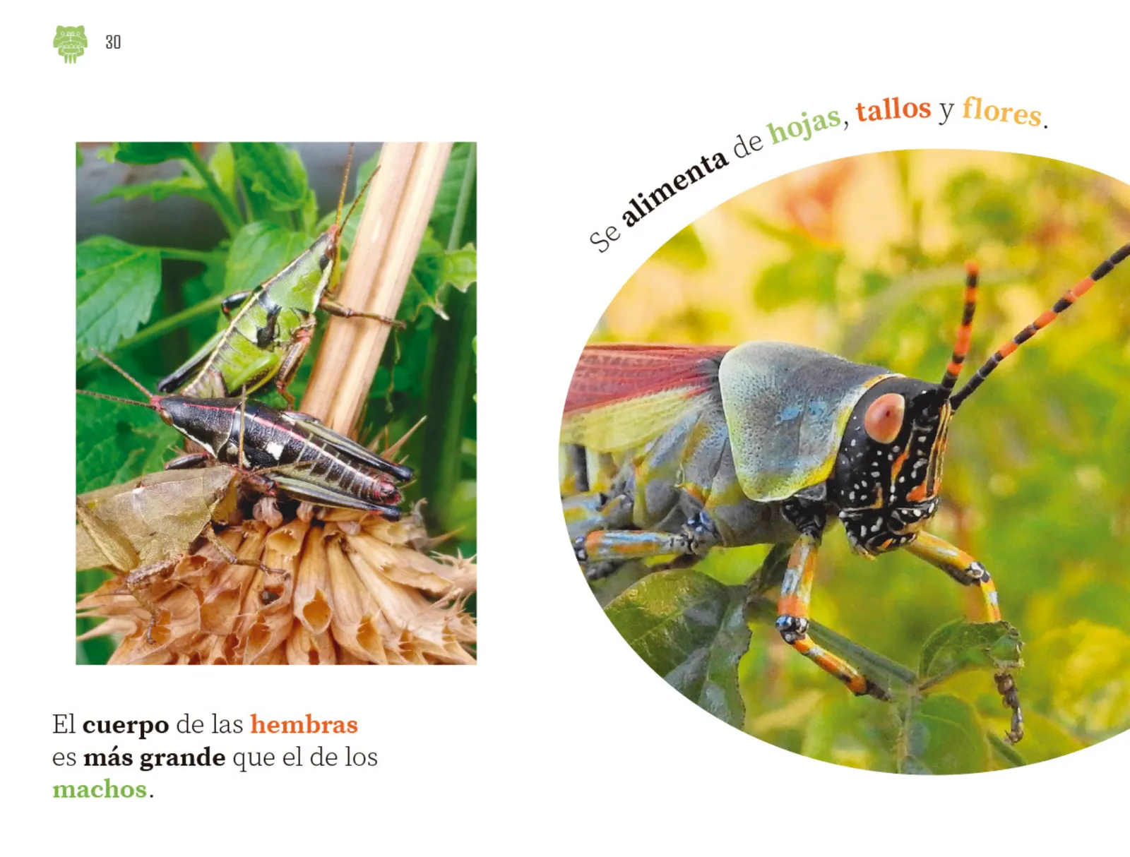 Miniatura página 31 de Múltiples lenguajes.   Libro de Educación Preescolar Grado 2°  Ciclo Escolar 2025 - 2026