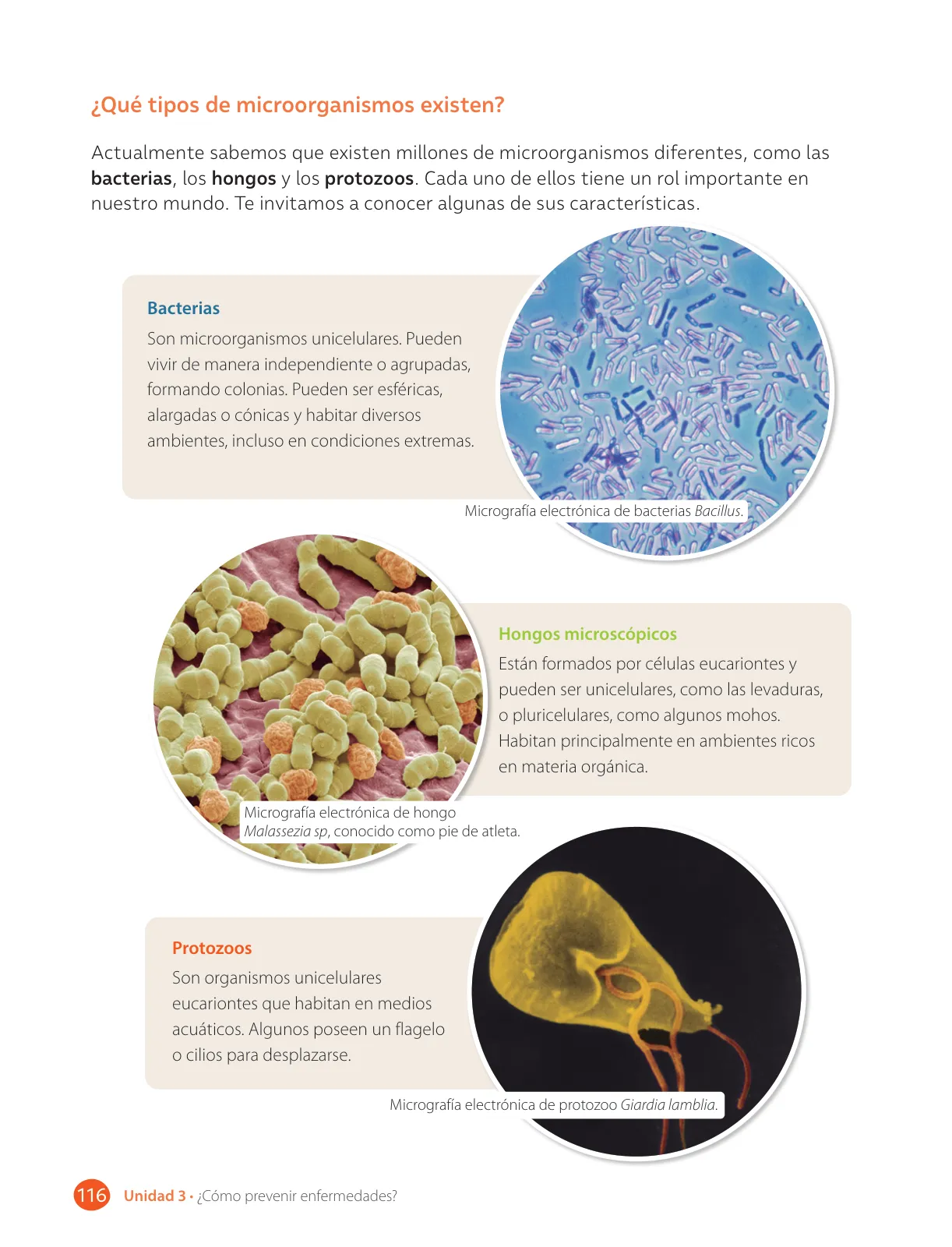 Página 118 de Libro de Ciencias Naturales – Quinto Básico | Texto del Estudiante MINEDUC – Descargar PDF · 2024