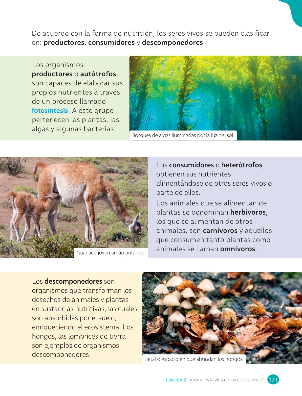 Página 173 de Ciencias Naturales – Cuarto Básico | Texto del Estudiante MINEDUC – Descargar PDF · 2024