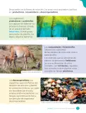 Miniatura página 173 de Ciencias Naturales – Cuarto Básico | Texto del Estudiante MINEDUC – Descargar PDF · 2024